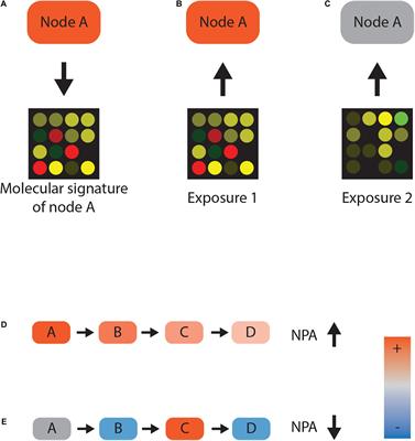 Systems Toxicology Approach for Assessing Developmental Neurotoxicity in Larval Zebrafish